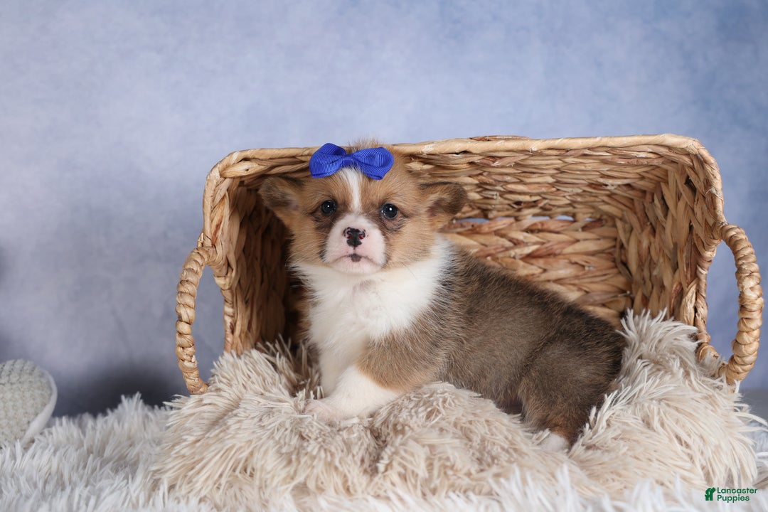 Welsh Corgi Pembroke dogs for sale: BO - Ad 8