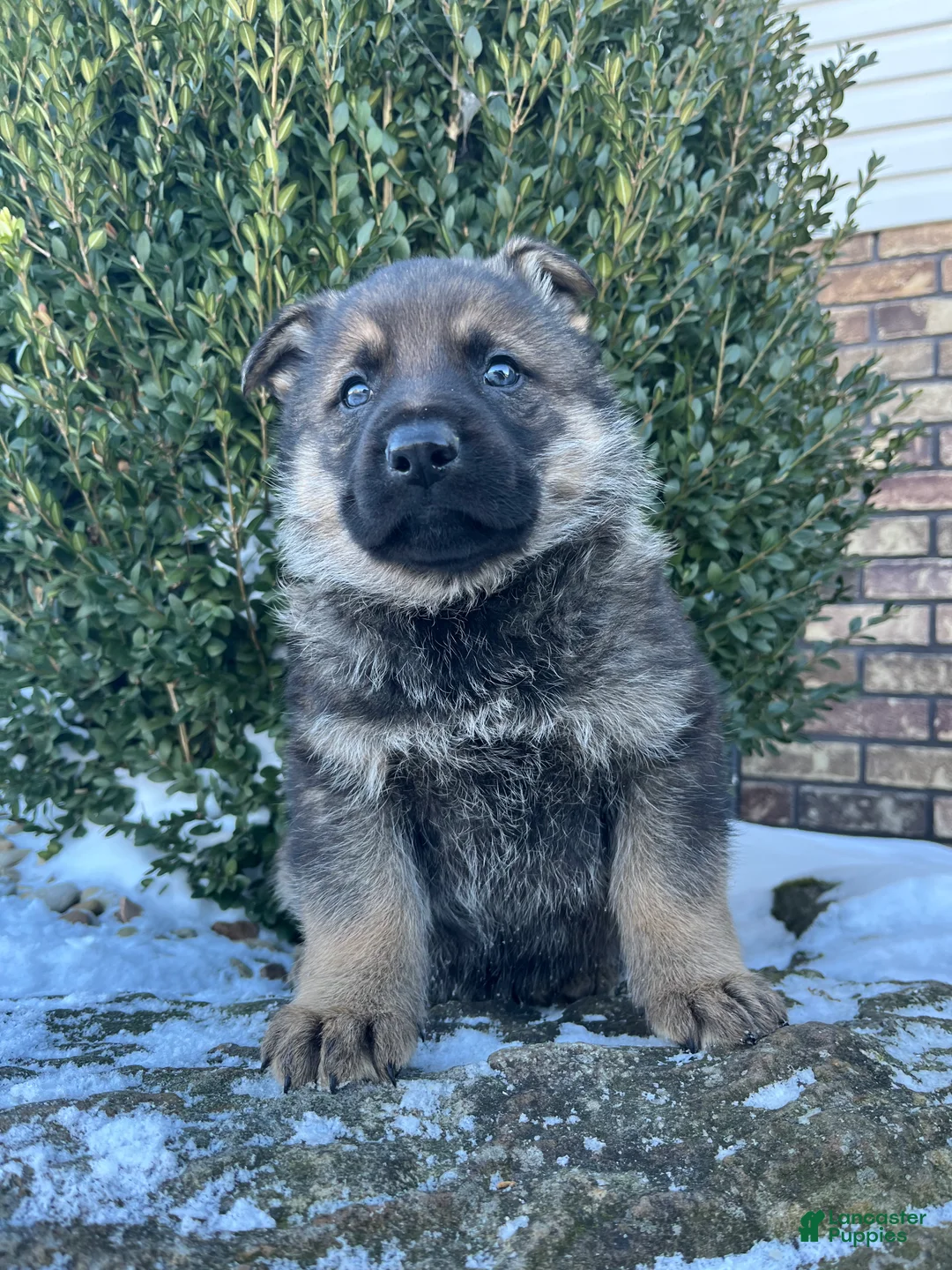 German Shepherd dogs for sale: Benz - Ad 2