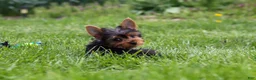 Yorkshire Terrier dogs for sale: Connor - Ad 14