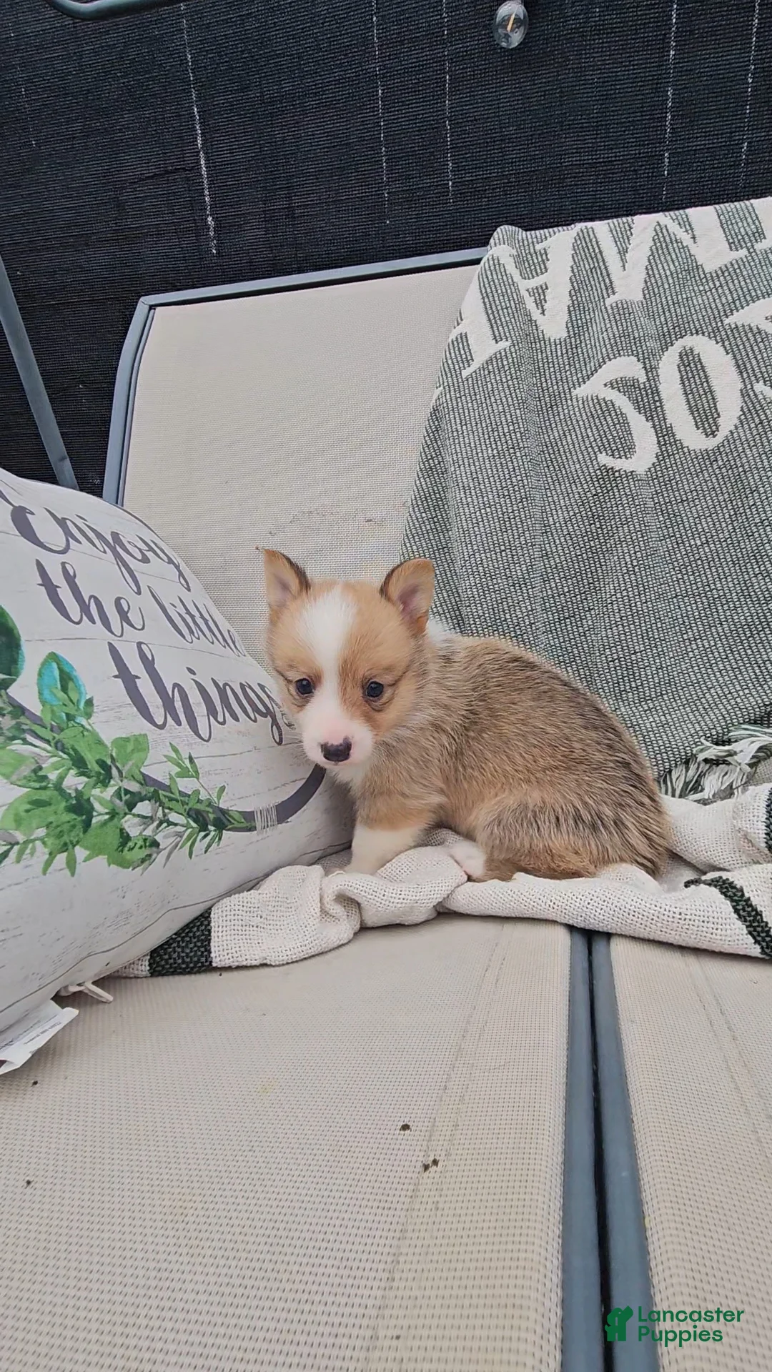 Mixed Breed dogs for sale: Rocko - Ad 3