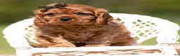 Cavalier King Charles Spaniel dogs for sale: Otis AKC - Ad 3