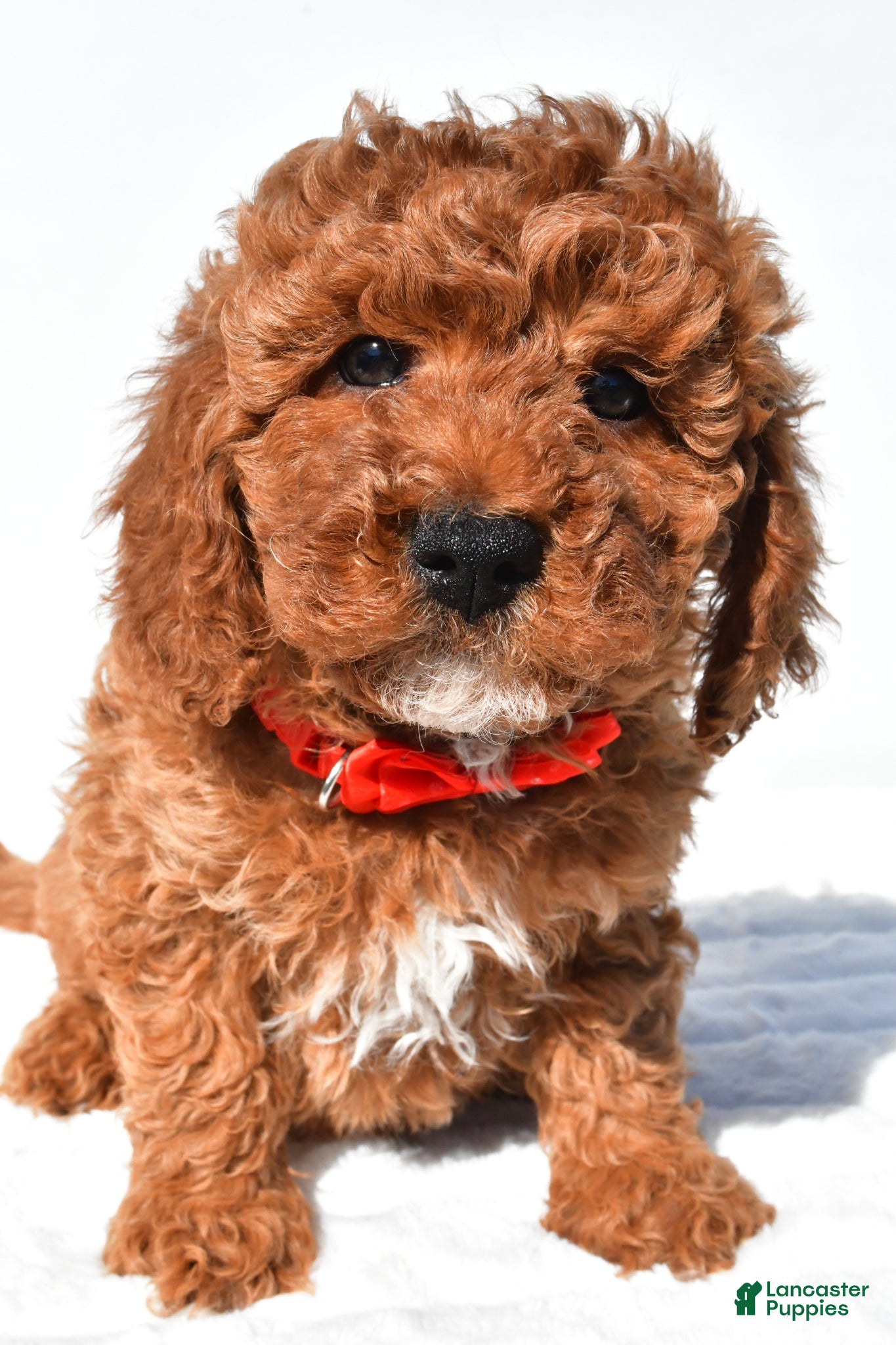 Miniature Poodle dogs for sale: Shawn - Ad 6