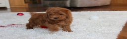Toy Poodle dogs for sale: Connor - Ad 13