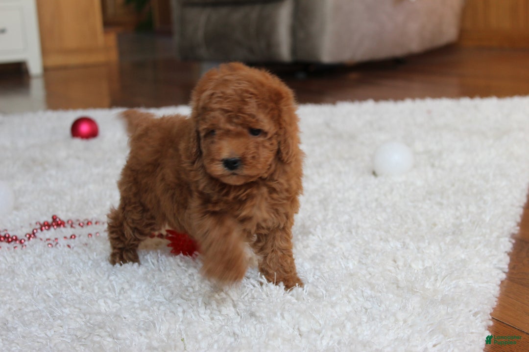 Toy Poodle dogs for sale: Connor - Ad 13