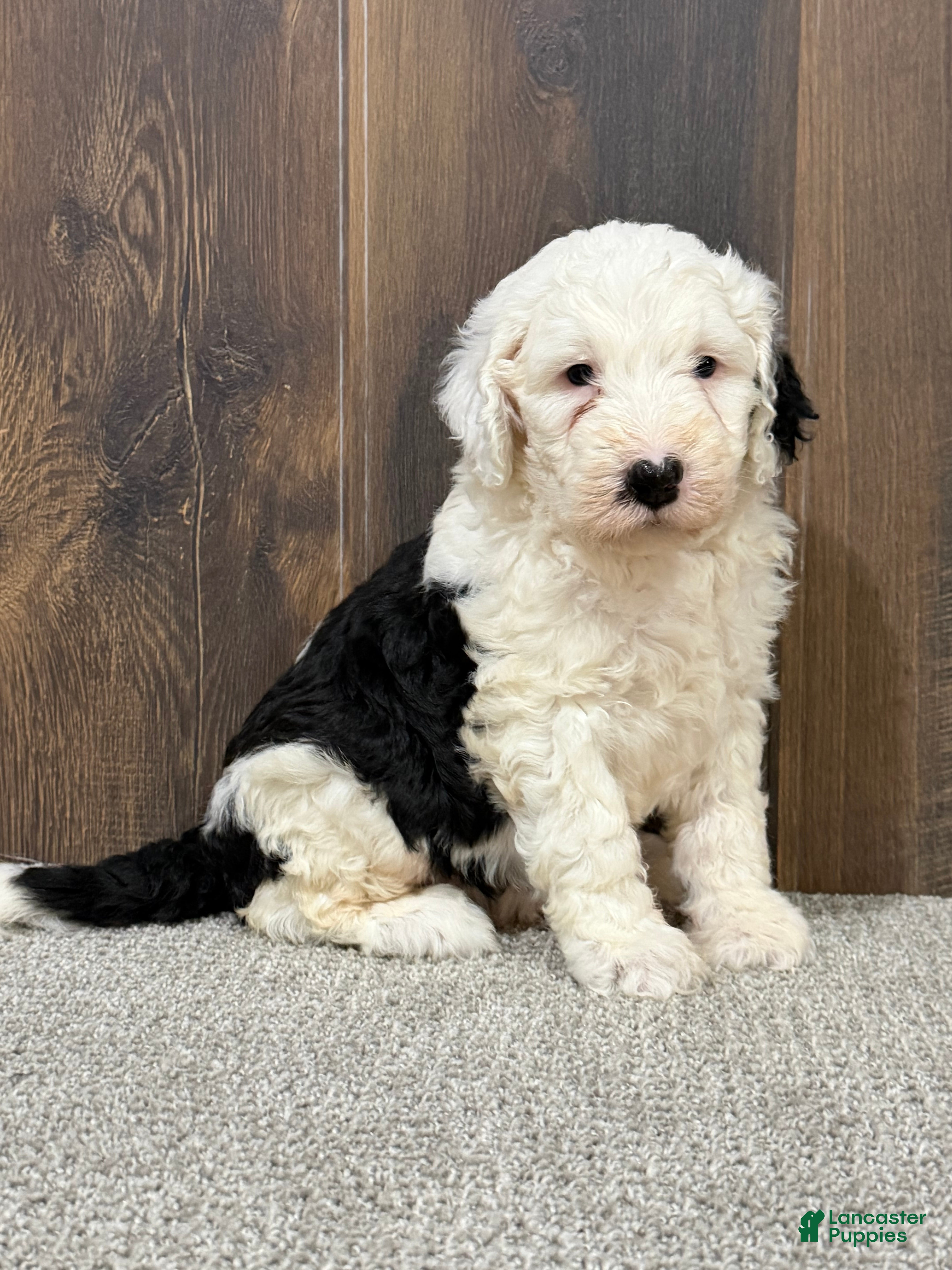 Sheepadoodle dogs Candy - Ad 1