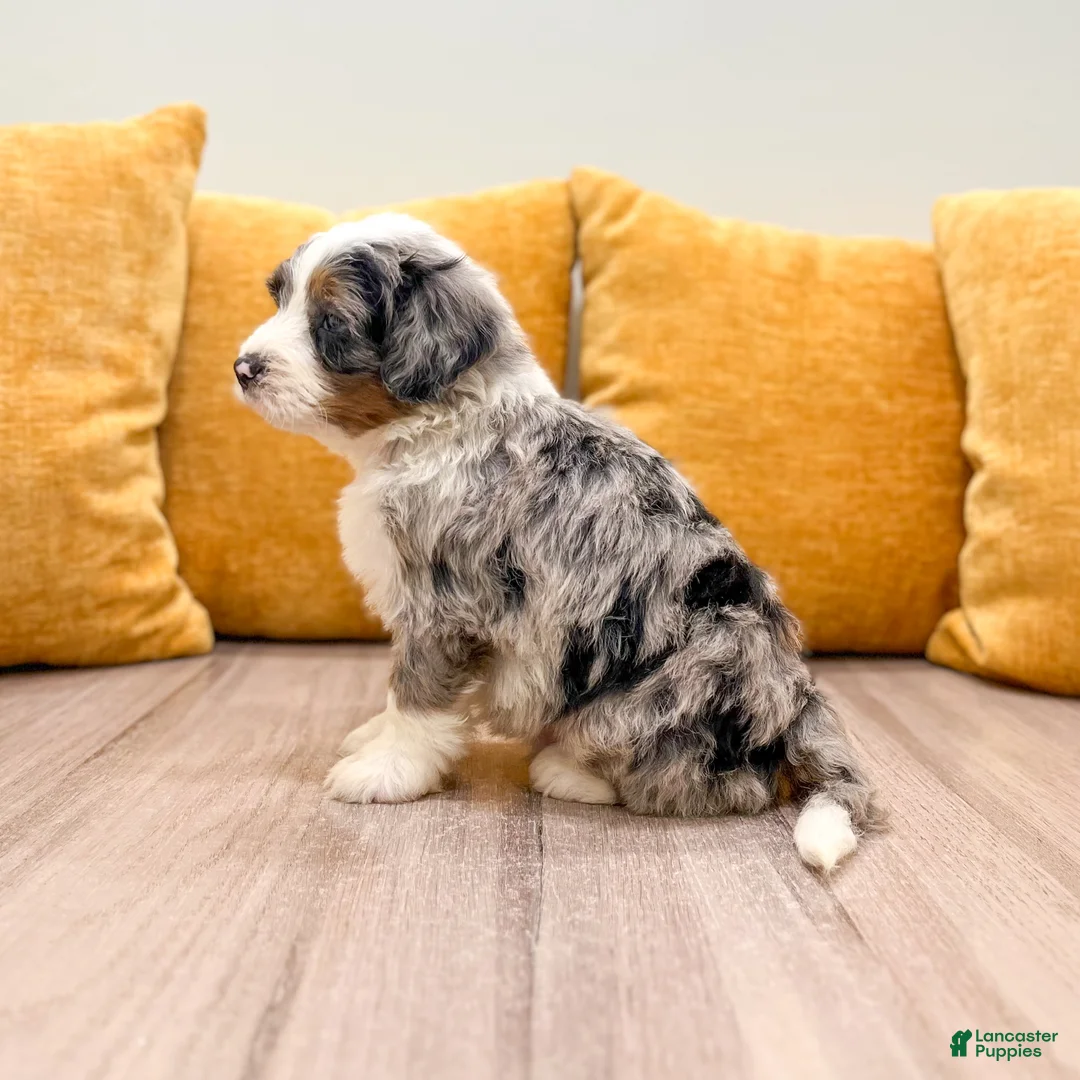 Mini Bernedoodle dogs for sale: Hank - Ad 2