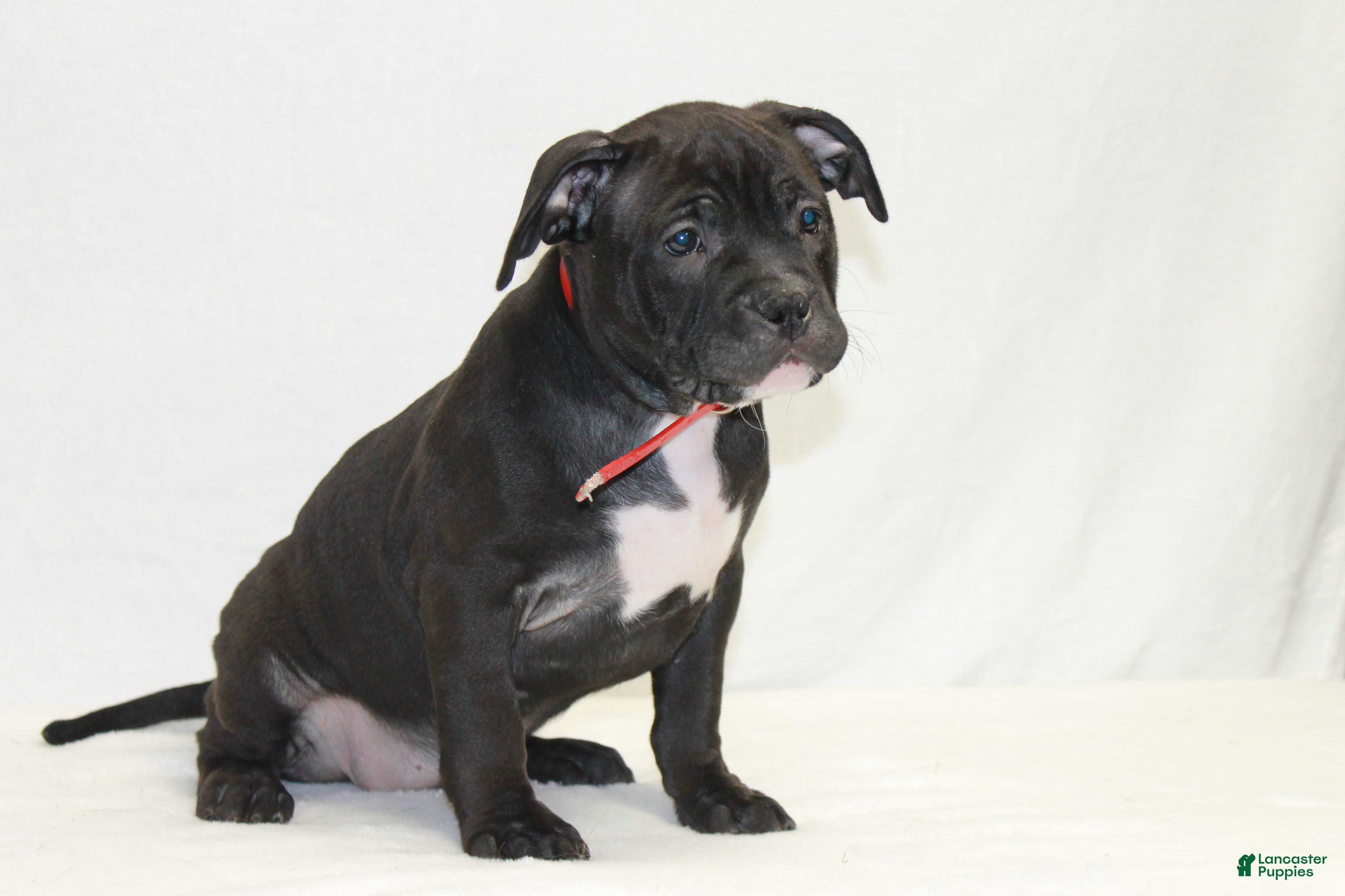 American Bully dogs for sale: American Bully red - Ad 1