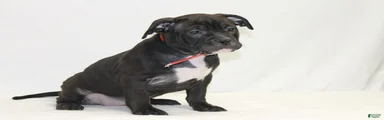American Bully red