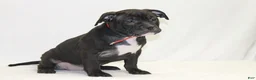 American Bully dogs for sale: American Bully red - Ad 1