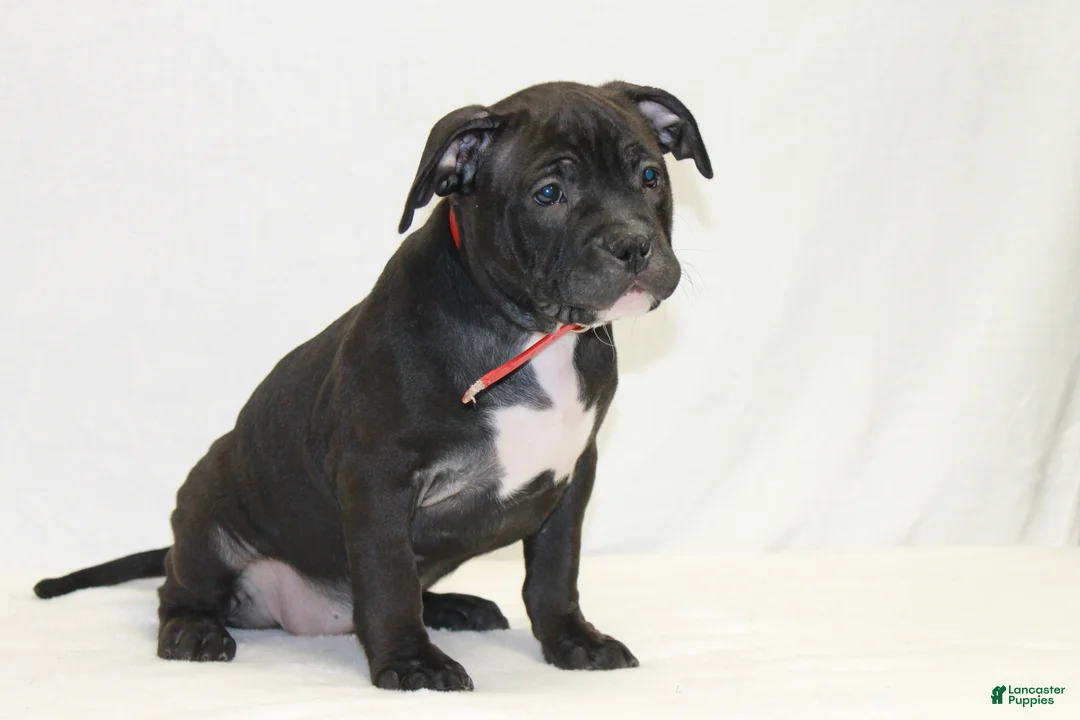 American Bully dogs for sale: American Bully red - Ad 1