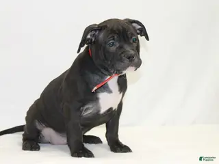 American Bully dogs for sale: American Bully red - Ad 1