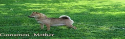 Shiba Inu dogs for sale: Kyla - Ad 7