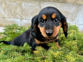 Miniature Dachshund dogs Charlie - Ad 5