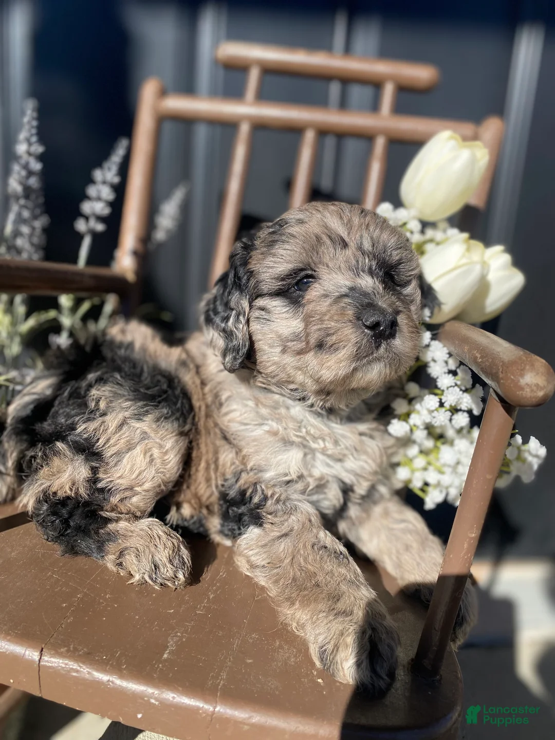 Mini Goldendoodle dogs for sale:  Koda - Ad 1