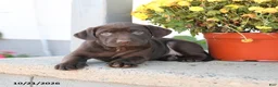 Labrador Retriever dogs for sale: Lexi  - Ad 2