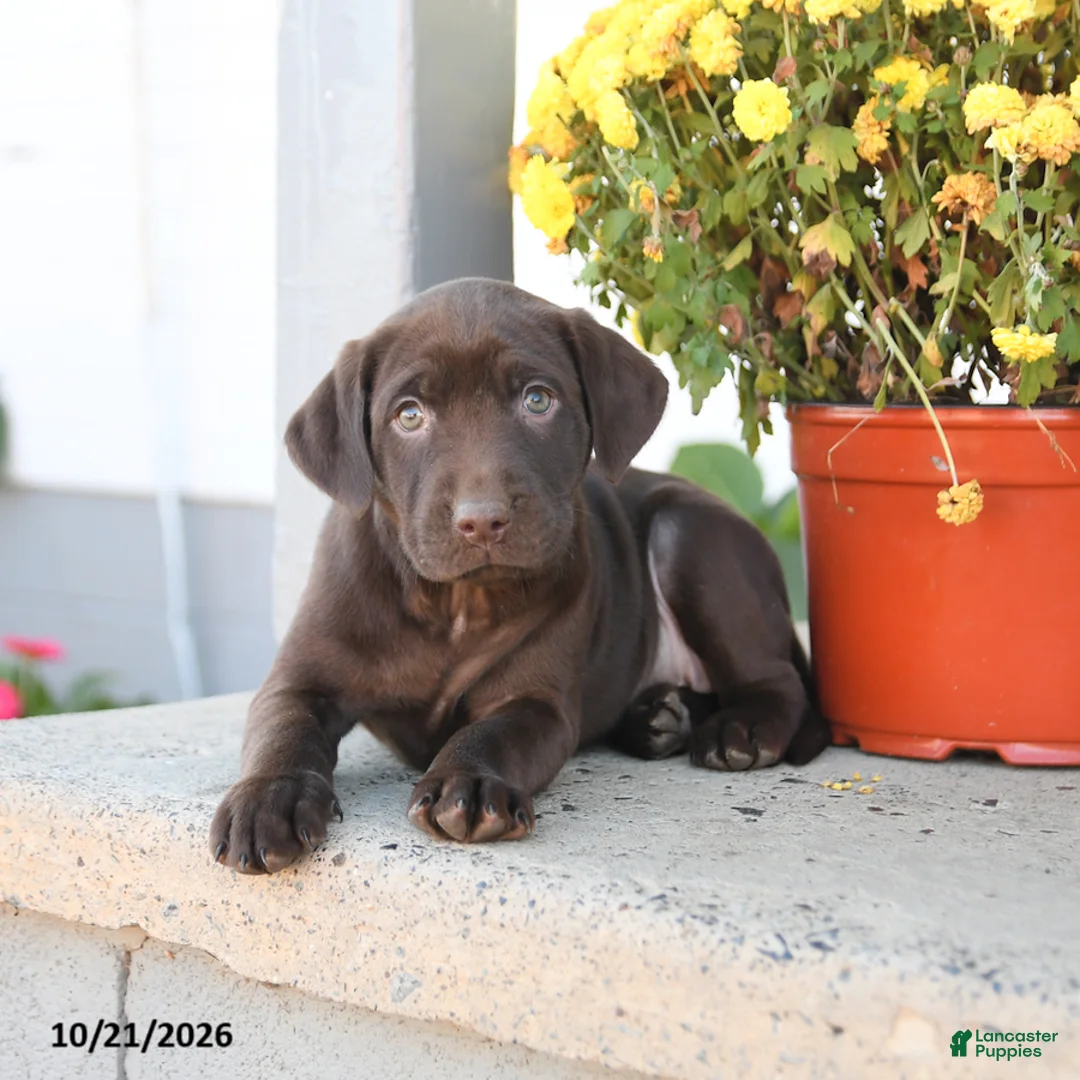Labrador Retriever dogs for sale: Lexi  - Ad 2