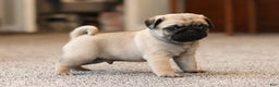 Pug dogs for sale: Champion Otis - Ad 1