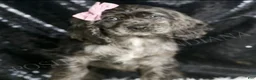 Cocker Spaniel dogs for sale: Francine - Ad 2