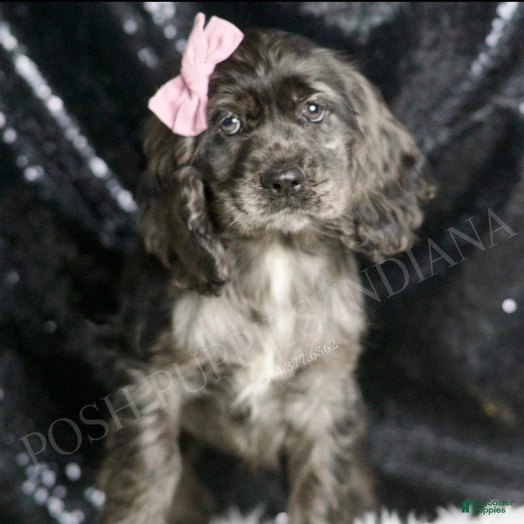 Cocker Spaniel dogs for sale: Francine - Ad 2