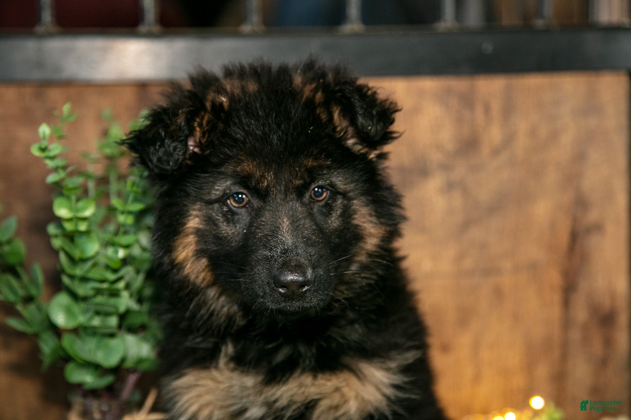 German Shepherd dogs Noel - Ad 1