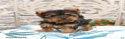 Yorkshire Terrier dogs for sale: Biscuit - Ad 1