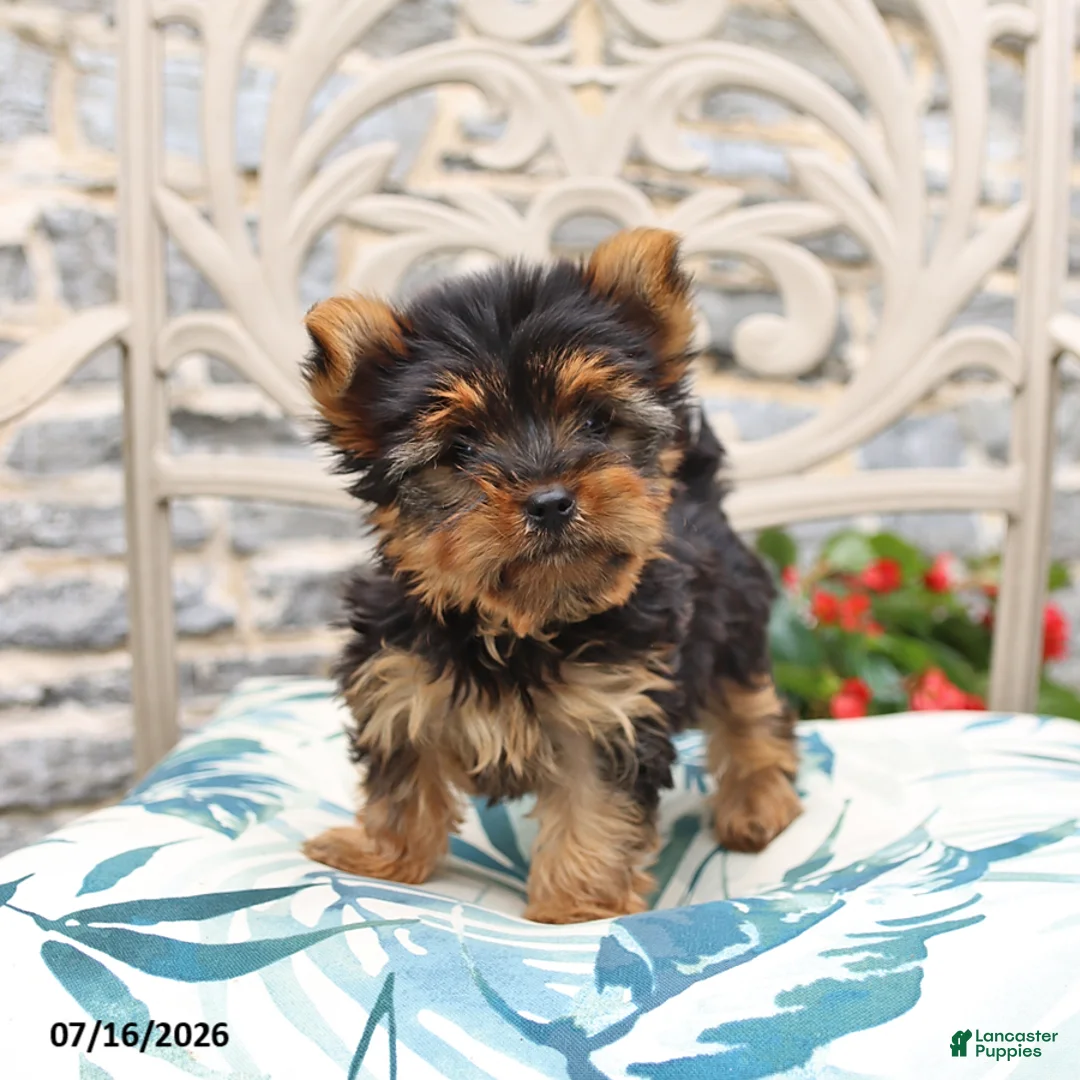 Yorkshire Terrier dogs for sale: Biscuit - Ad 1