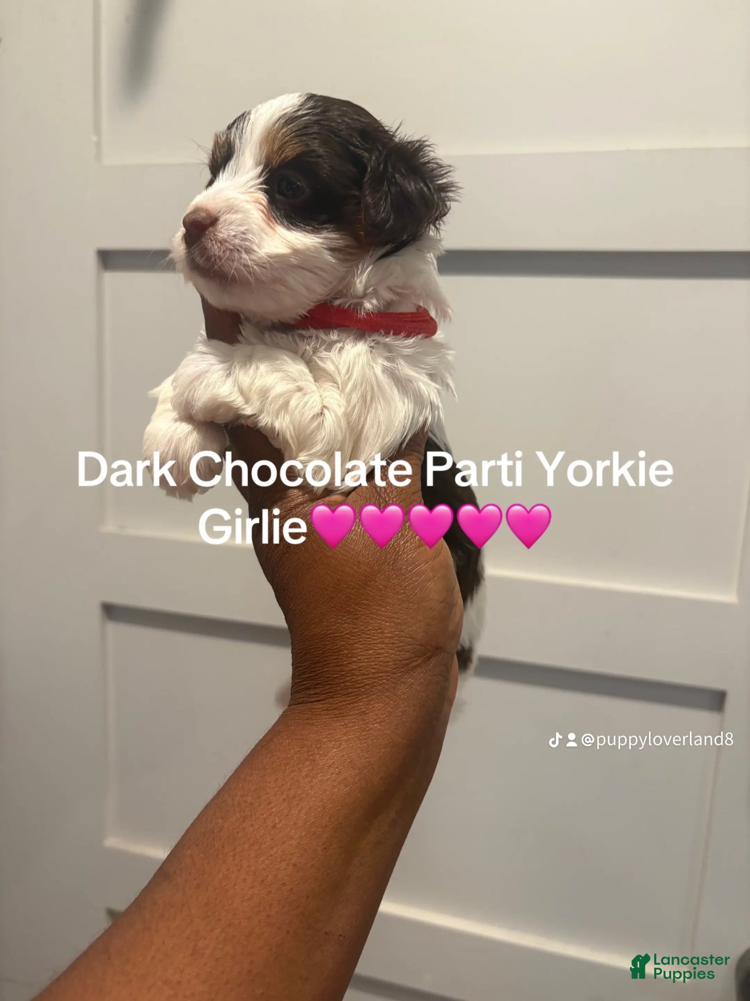 Yorkshire Terrier dogs for sale: Autumn  - Ad 3