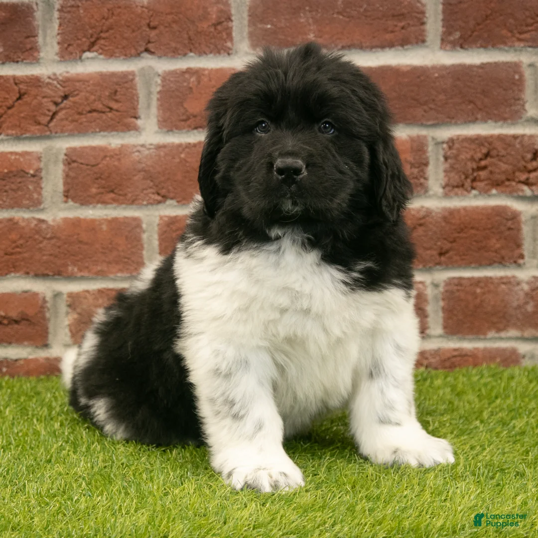 Newfoundland dogs for sale: Mason - Ad 1