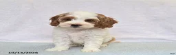 Cavapoo dogs for sale: Peaches - Ad 3