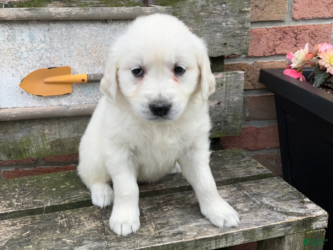 Golden Retriever dogs for sale: Sue - Ad 1