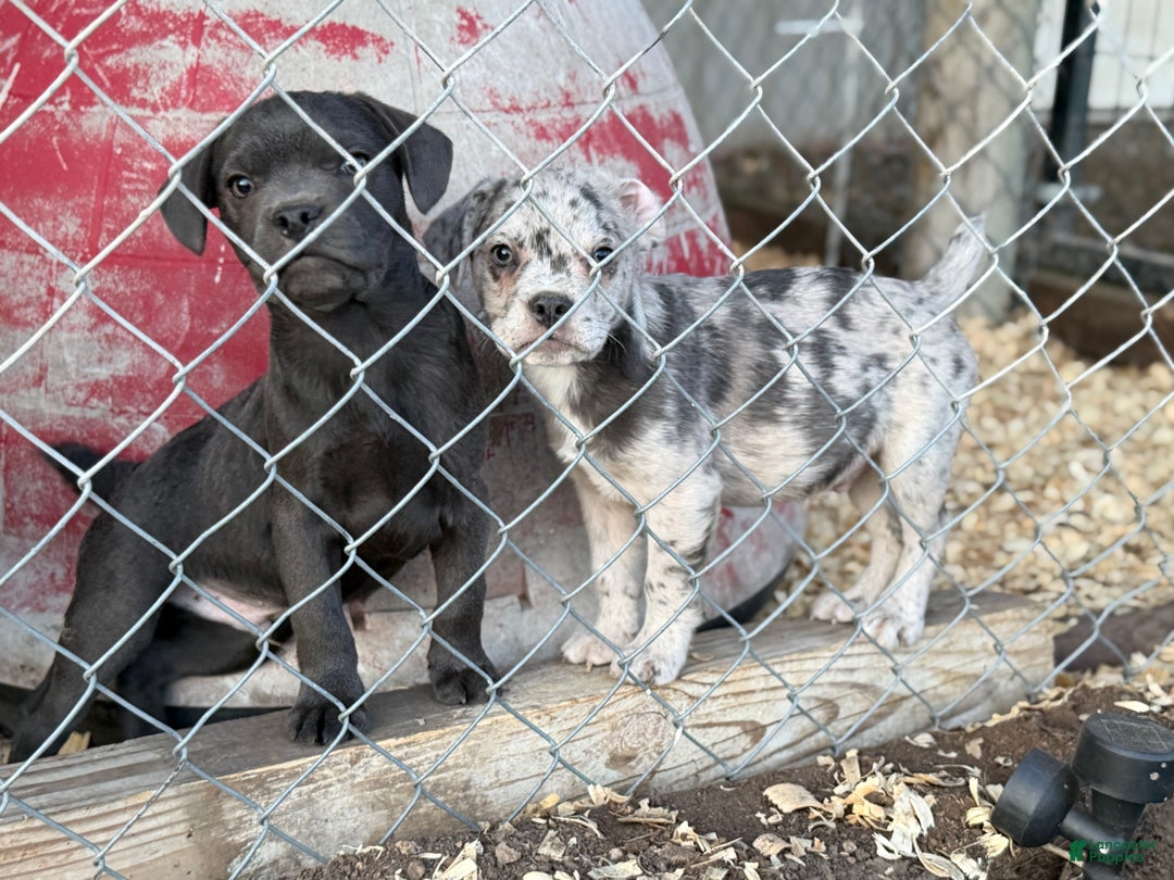 Mixed Breed dogs for sale: Bakunin (Kuni) - Ad 19