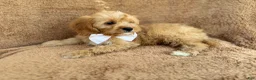 Cavapoo dogs for sale: Crook - Ad 9