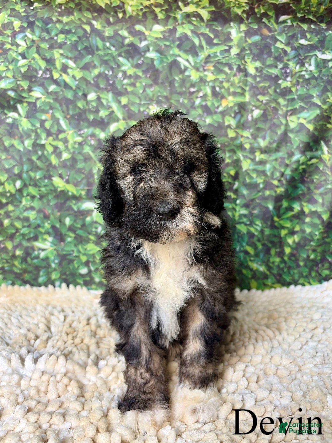 Bernedoodle dogs Devin - Ad 2
