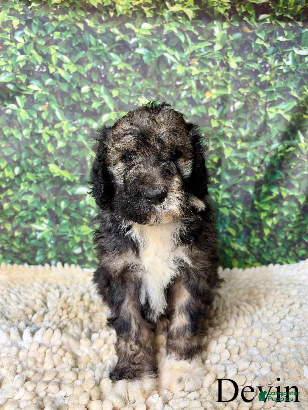 Bernedoodle dogs for sale: Devin - Ad 2