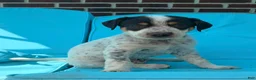 Mixed Breed dogs for sale: Ace - Ad 1