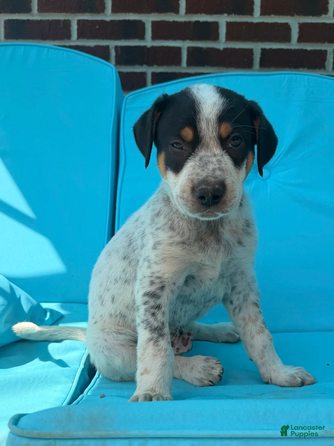 Mixed Breed dogs for sale: Ace - Ad 1