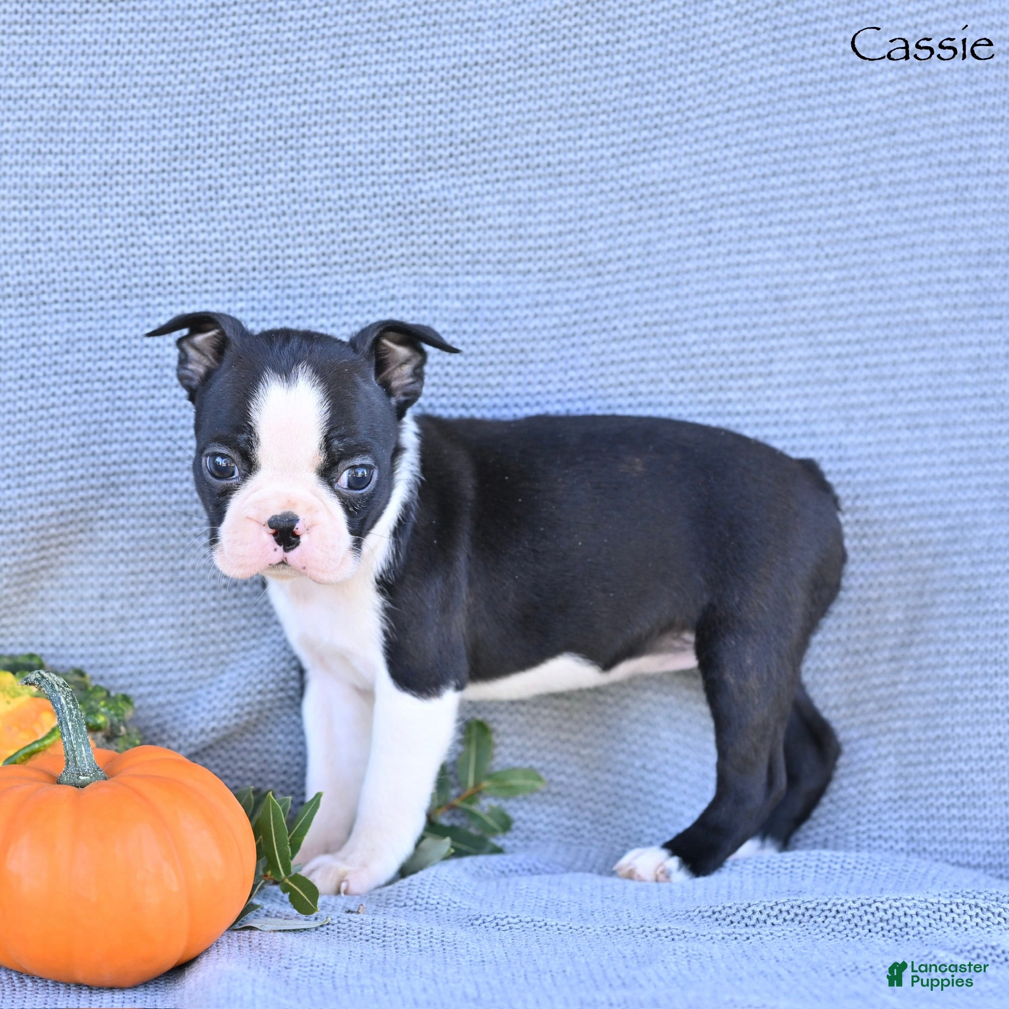 Boston Terrier dogs Cassie - Ad 1