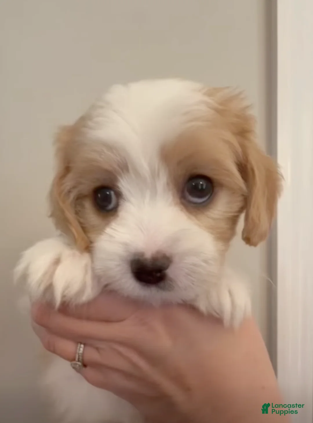 Mixed Breed dogs for sale: Savannah - Ad 2