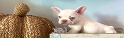 French Bulldog dogs for sale: Icy - Ad 6