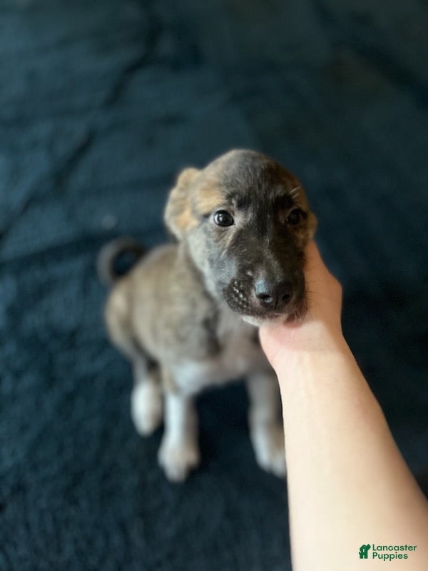 Mixed Breed dogs Darling - Ad 10