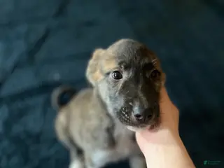 Mixed Breed dogs Darling - Ad 10