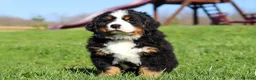 Bernese Mountain Dog dogs for sale: Crooked Jim - Ad 5