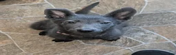 Sheprador dogs for sale: Sheprador 5 - Ad 1