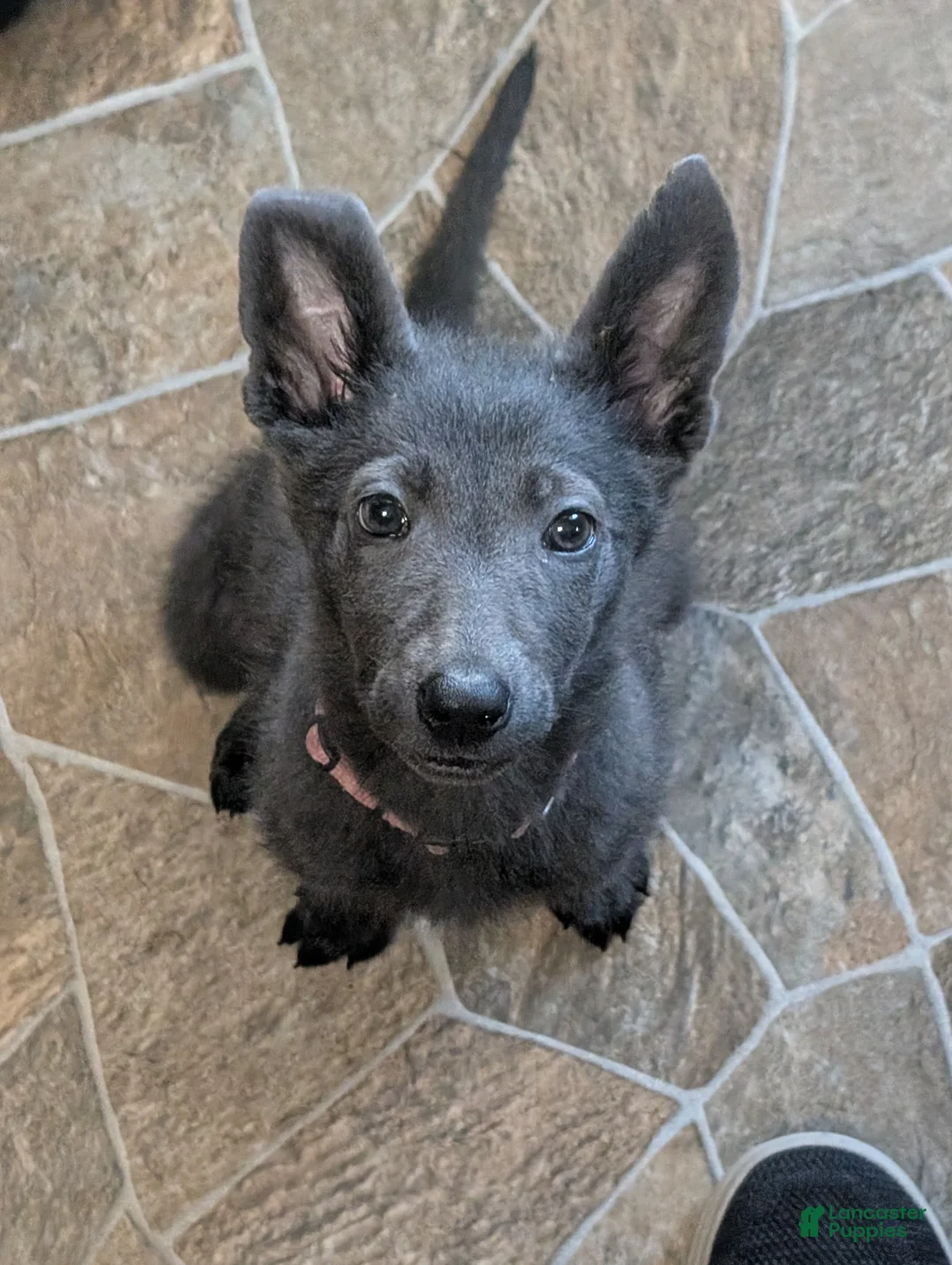 Sheprador dogs for sale: Sheprador 5 - Ad 1