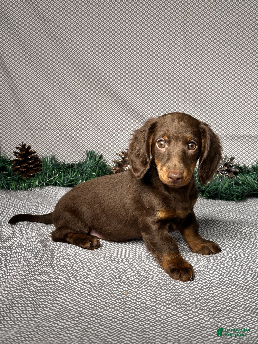 Miniature Dachshund dogs for sale: Ivy - Ad 3