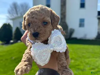 Toy Poodle dogs Feona- AKC TOY POODLE - Ad 1