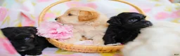 Schnoodle dogs for sale: Fathom - Ad 2