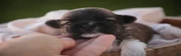 Havanese dogs for sale: Honey Havanese  - Ad 1