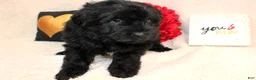 Aussiedoodle dogs for sale: Teddy - Ad 1