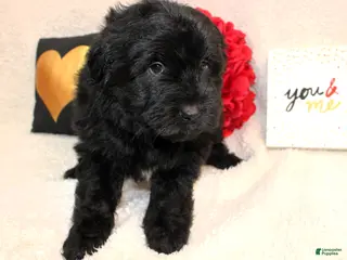 Aussiedoodle dogs Teddy - Ad 29